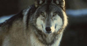 wolf_picture.jpg