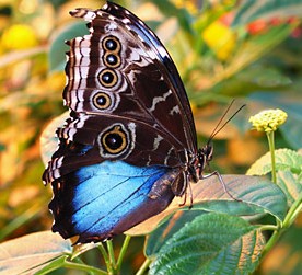 blue_butterfly.jpg