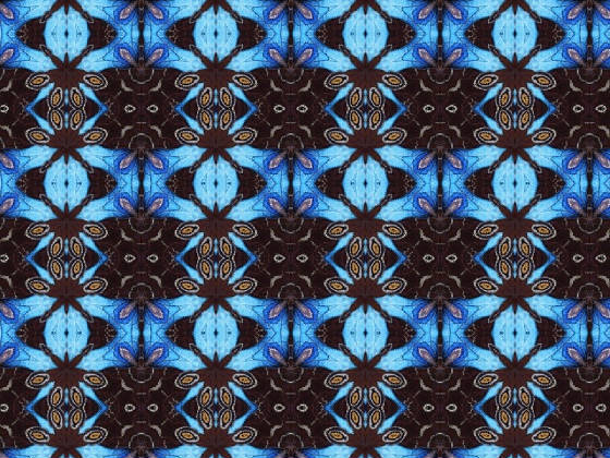 blue_butterfly20040719155823.jpg