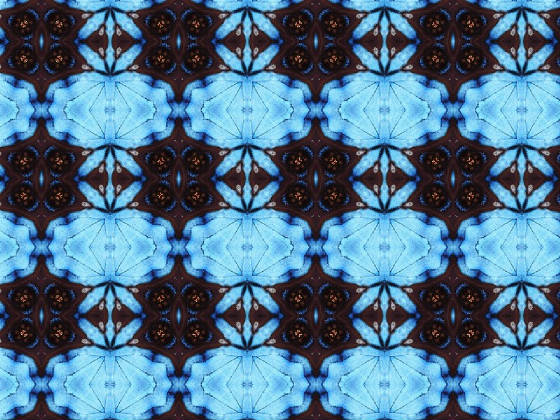 blue_butterfly20040719162016.jpg