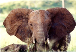 elephant_with_gorgeous_ears.jpg